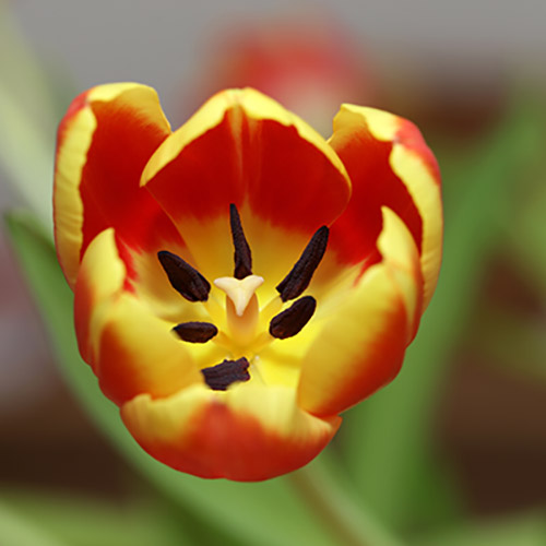 Tulpe